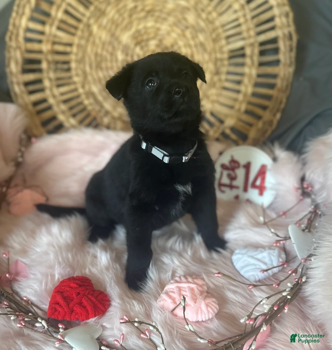 German Shepherd dogs for sale: Poppy  - Ad 2