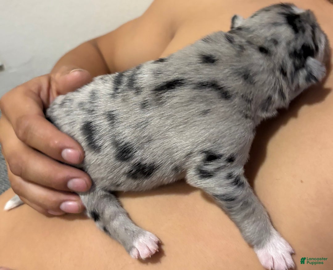 Mixed Breed dogs for sale: Kylo - Blue Merle - Ad 2