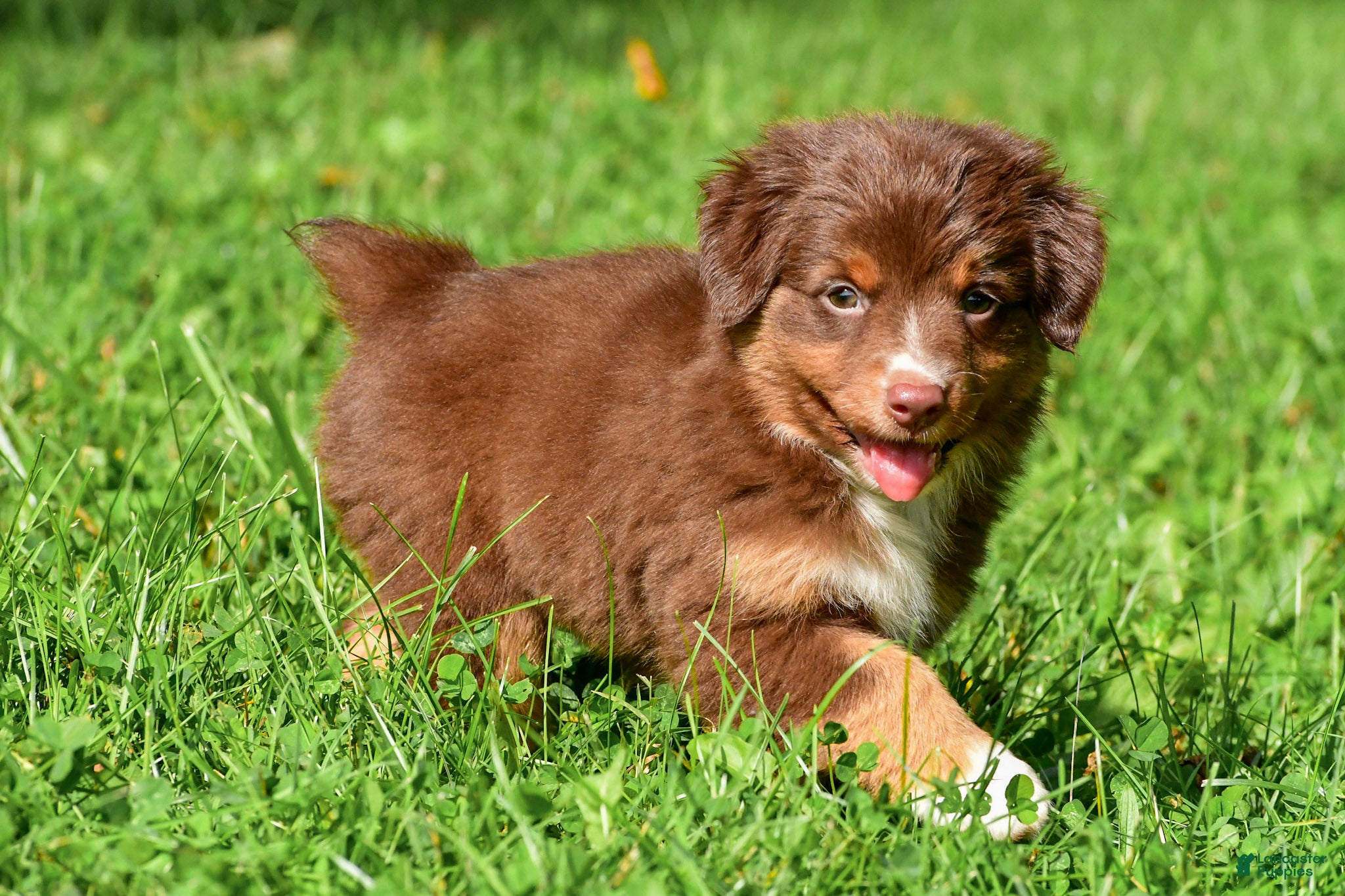 Miniature Australian Shepherd dogs for sale: Izzy - Ad 1