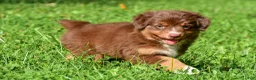 Miniature Australian Shepherd dogs for sale: Izzy - Ad 1