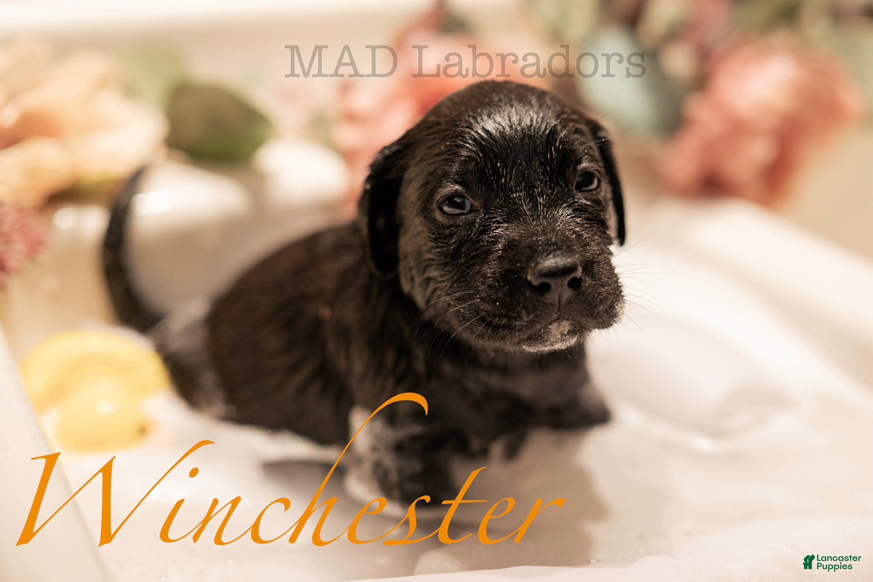 Labrador Retriever dogs Winchester - Ad 31