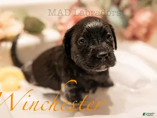 Labrador Retriever dogs Winchester - Ad 3