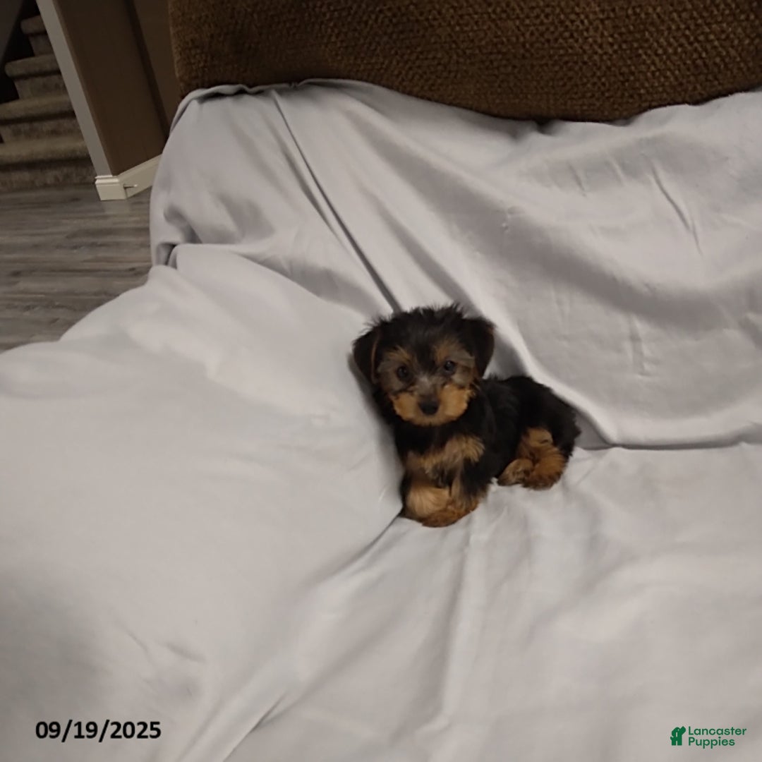 Yorkshire Terrier dogs for sale: Buttercup - Ad 3