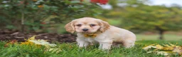 Cocker Spaniel dogs for sale: Cinnamon - Ad 6