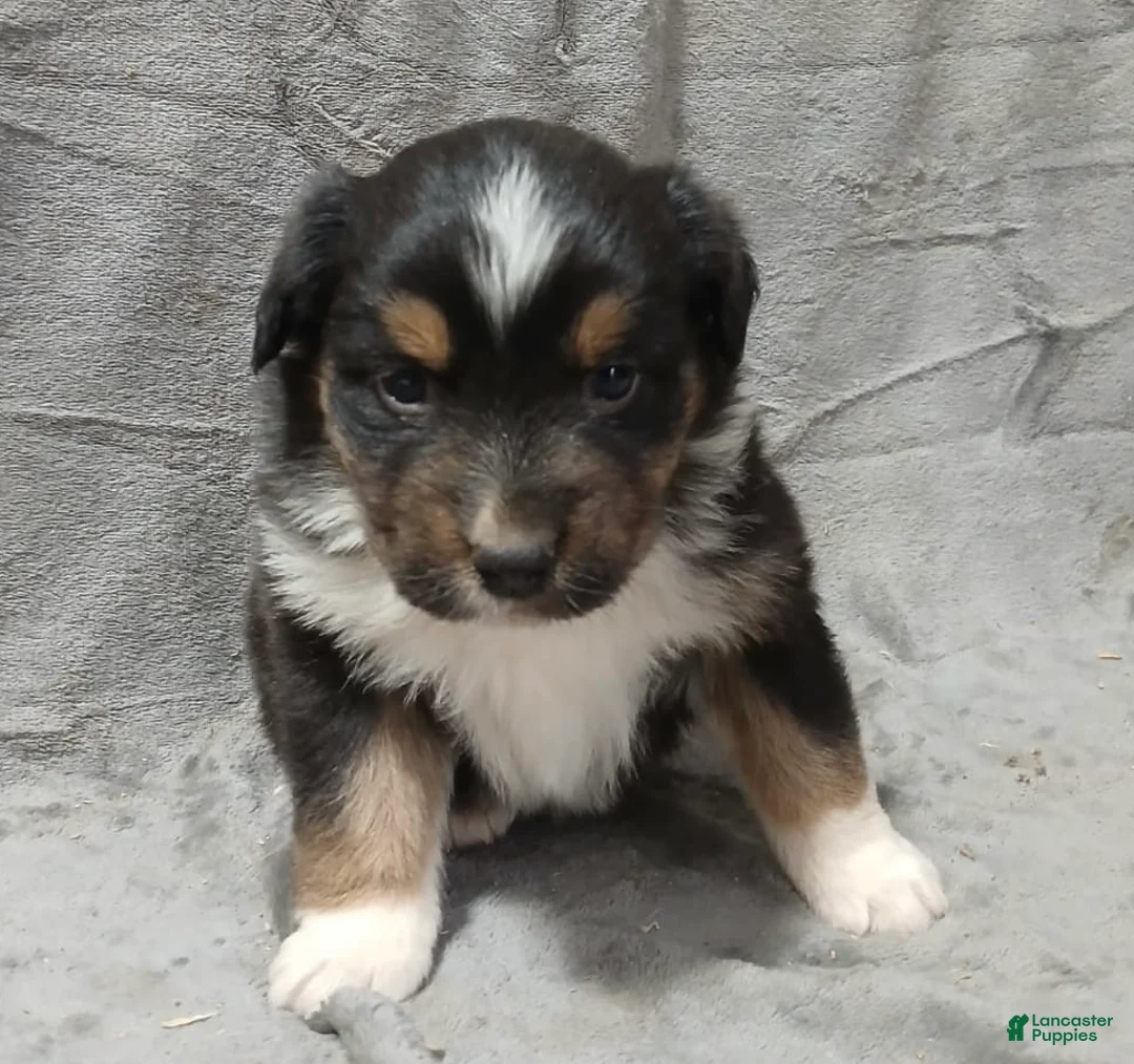 Australian Shepherd dogs for sale: Flynn - Ad 16