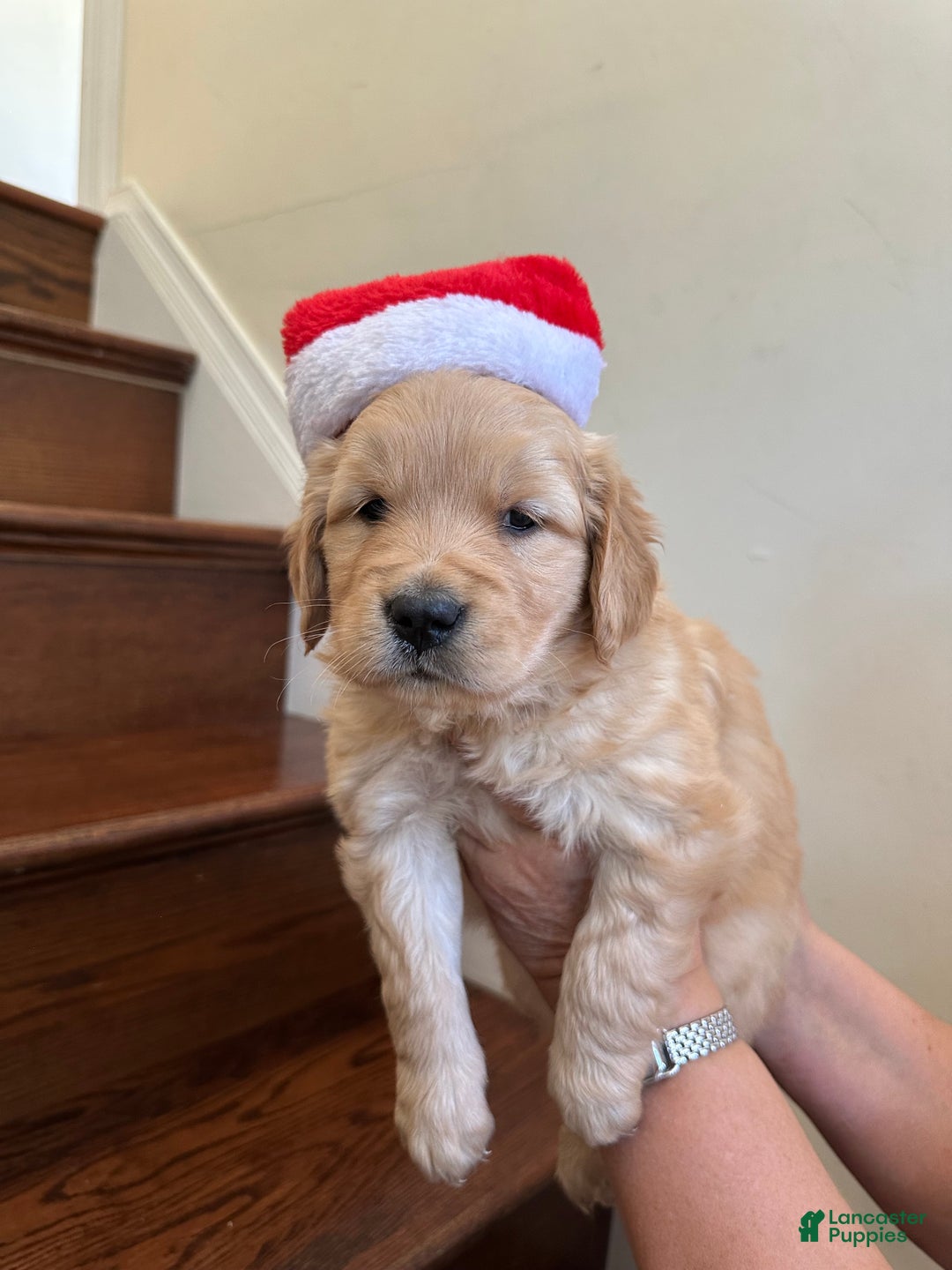 Golden Retriever dogs for sale: Opal - Ad 10