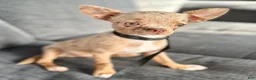 Chihuahua dogs for sale: Merle  - Ad 10