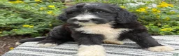 Mixed Breed dogs for sale: Guiness - Ad 7