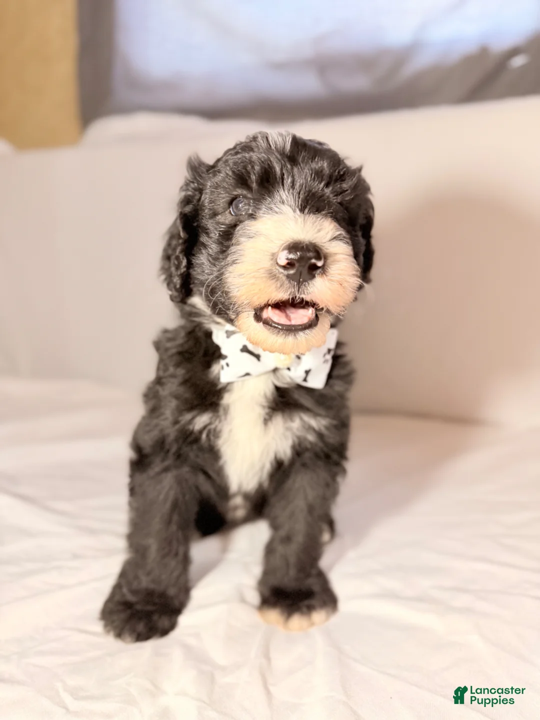 Sheepadoodle dogs for sale: Sheepadoodle Puppy 3 - Ad 22