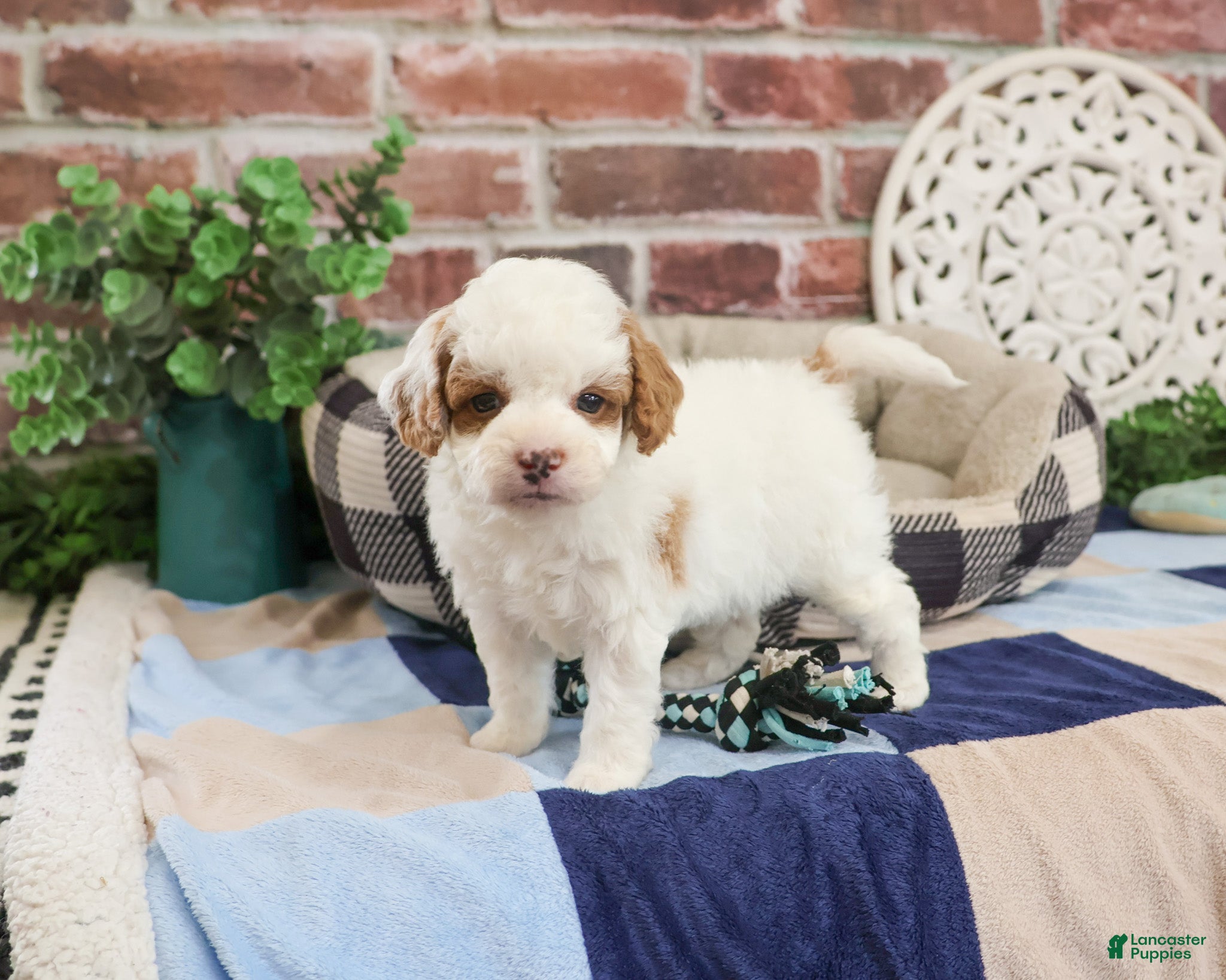 Cavapoo dogs Biscuit - Ad 41