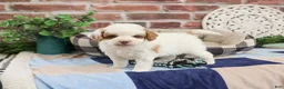 Cavapoo dogs for sale: Biscuit - Ad 1