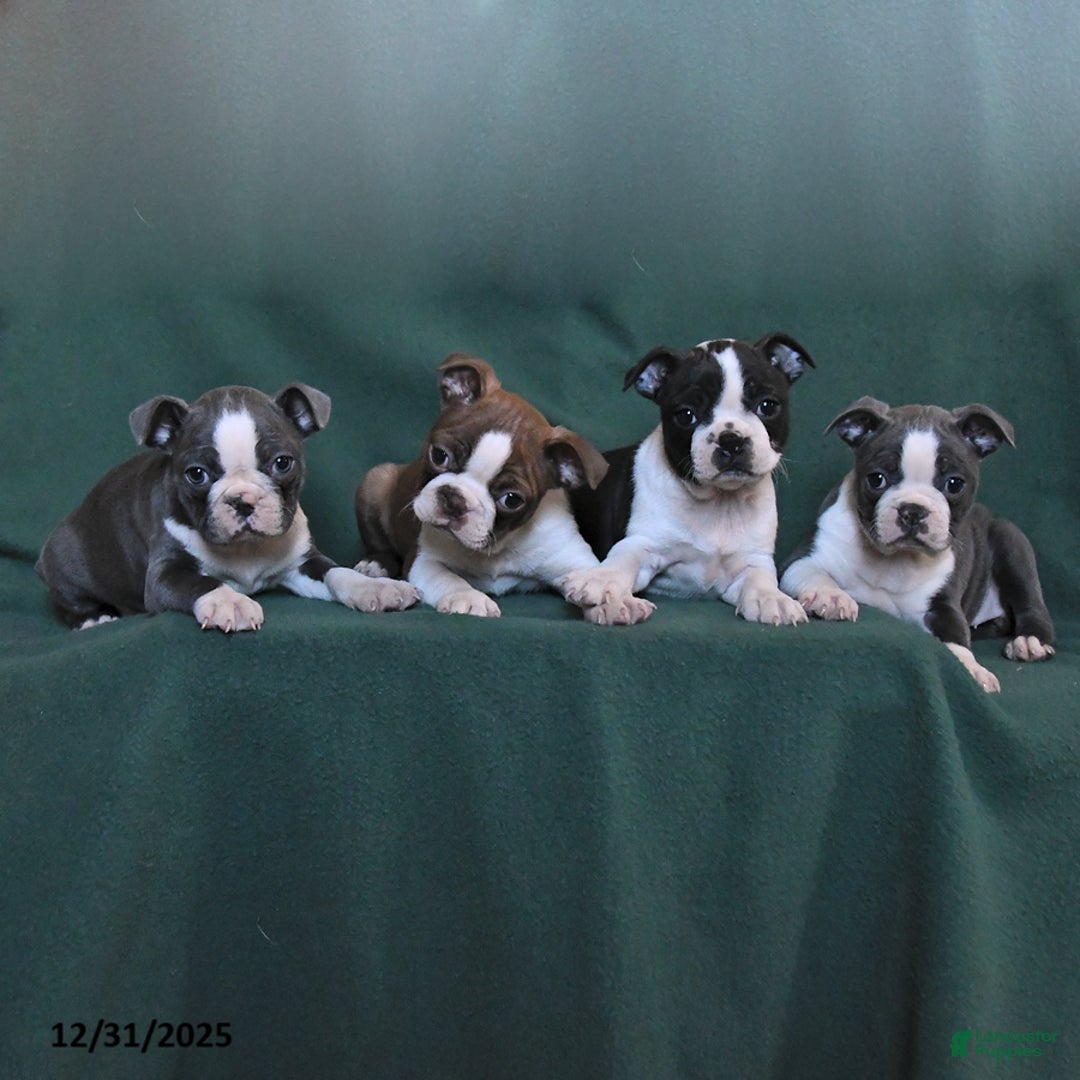 Boston Terrier dogs for sale: Nova - Ad 3