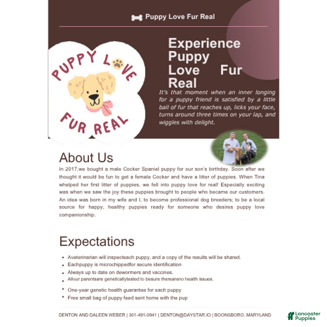 Shihpoo dogs for sale: Evon - Ad 13