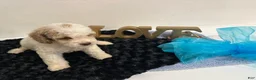 Mini Goldendoodle dogs for sale: Dexter - Ad 6
