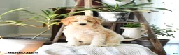 Standard Poodle dogs for sale: Dex  - Ad 3
