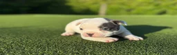 French Bulldog dogs for sale: Louie - Ad 4