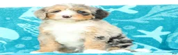 Mini Bernedoodle dogs for sale: Max - Ad 6