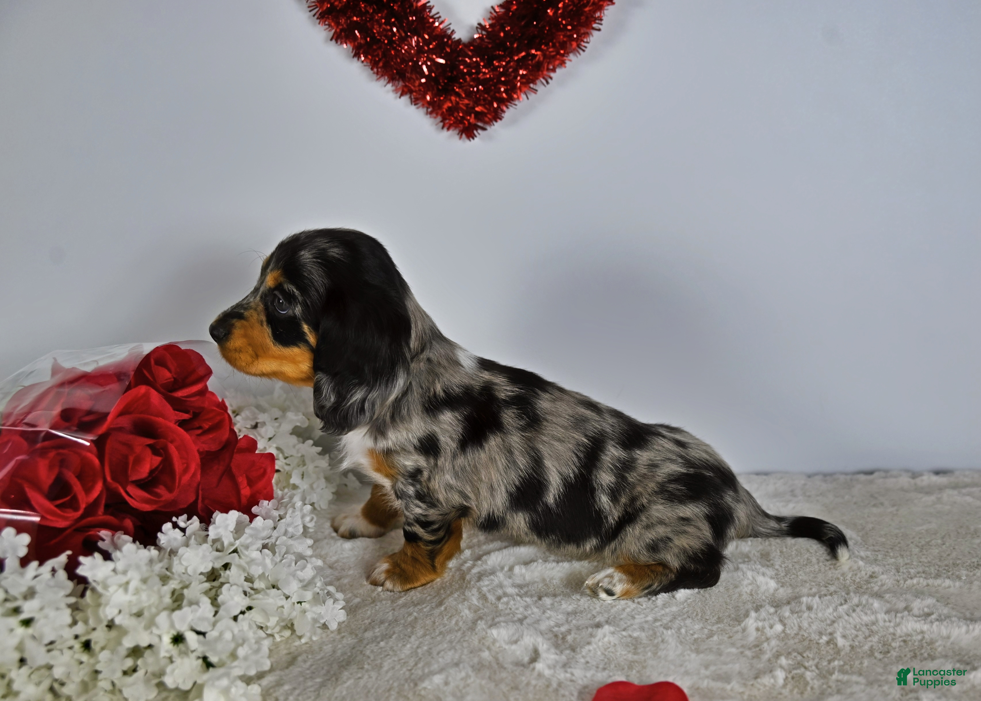 Miniature Dachshund dogs for sale: Daisy  - Ad 2