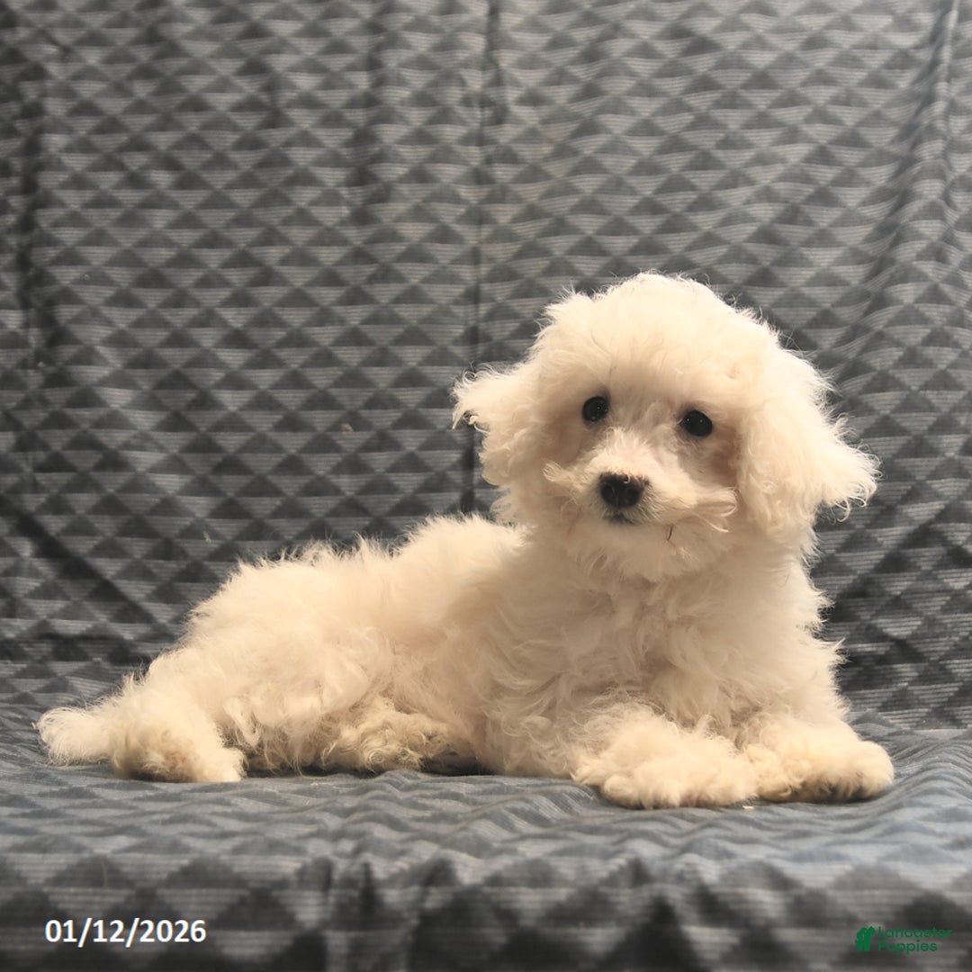 Bichon Frise dogs for sale: Fay - Ad 3