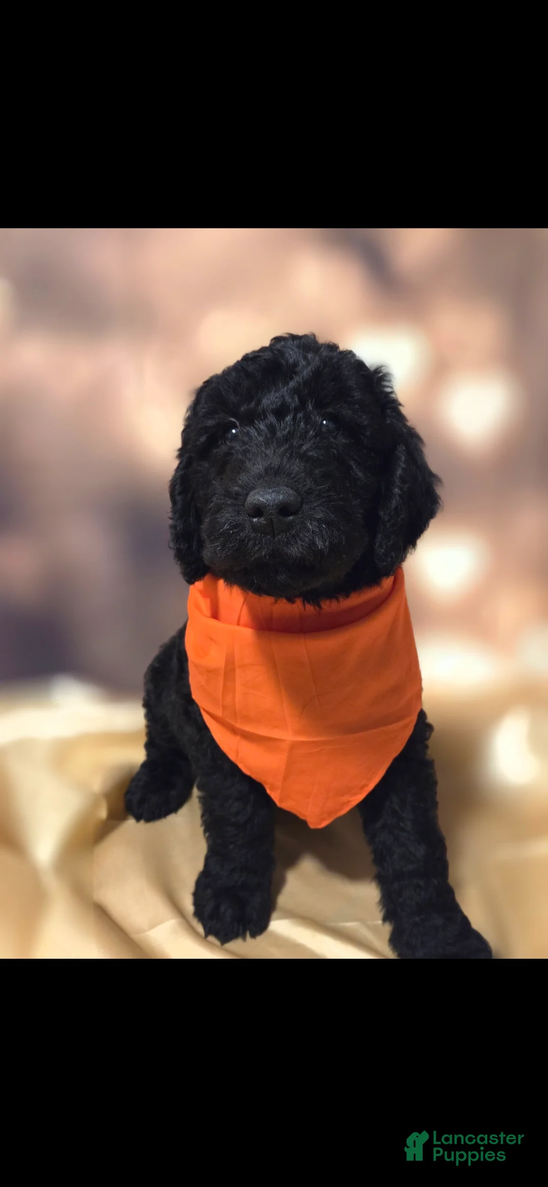 Mixed Breed dogs for sale: Doodle Puppy 4 - Ad 1