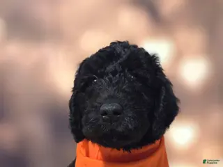 Mixed Breed dogs Doodle Puppy 4 - Ad 16