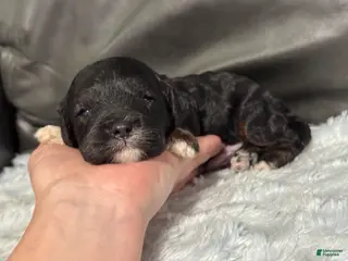 Cavapoo dogs Boots - Ad 39