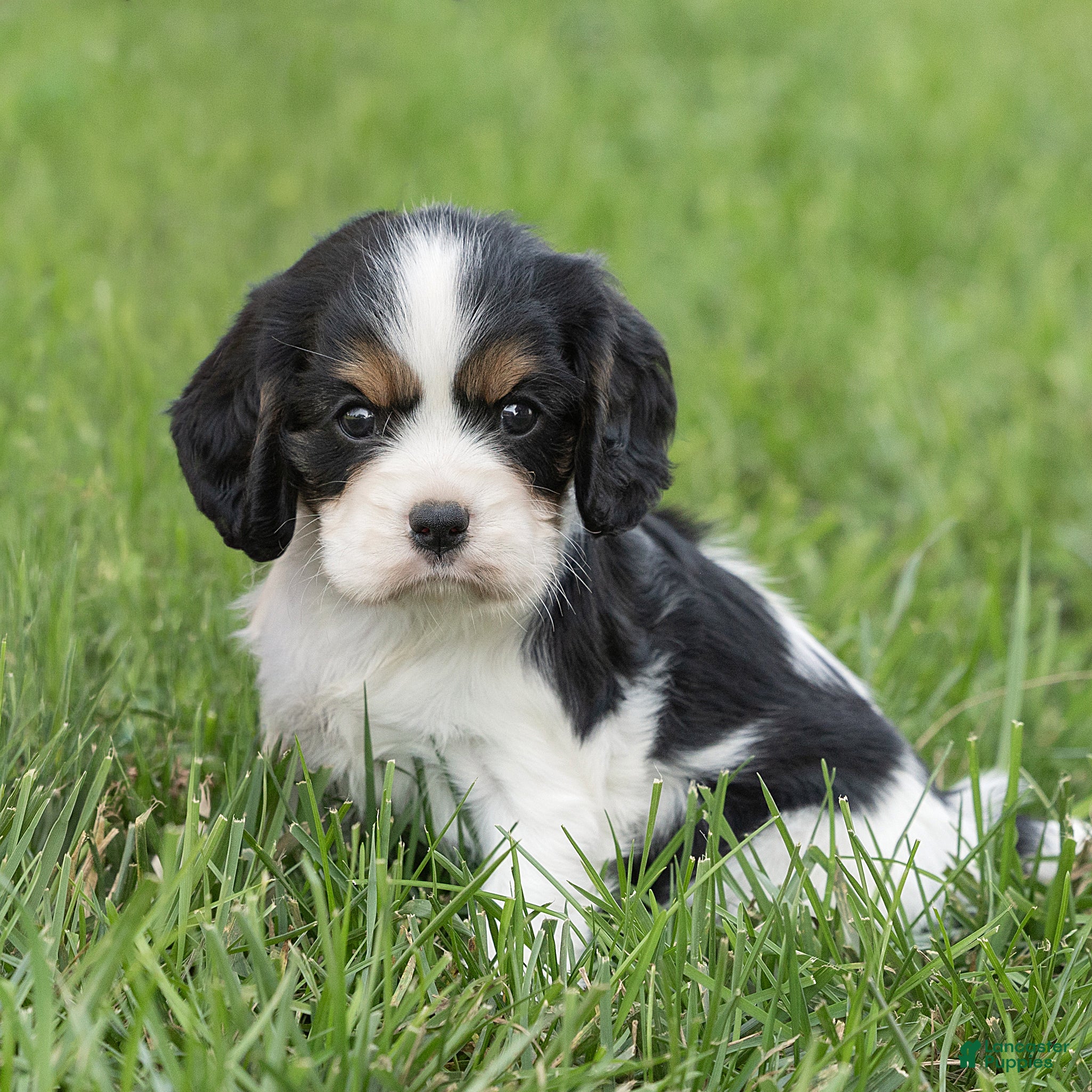 Cavalier King Charles Spaniel dogs Brian Cavalier King Charles Spaniel  - Ad 1