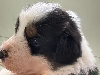 Australian Shepherd dogs Justin - Ad 7