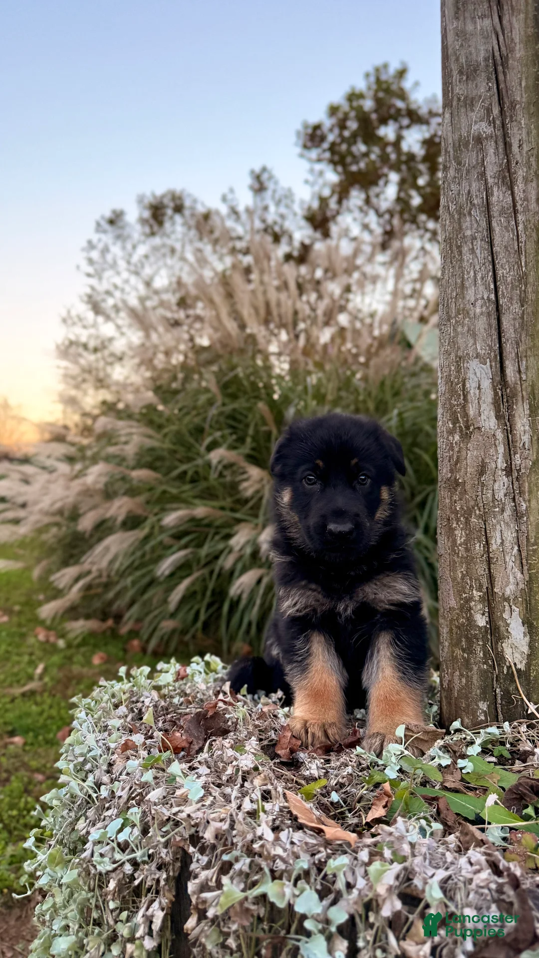 German Shepherd dogs for sale: Oakley - Ad 2