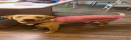 Goldador dogs for sale: Blue - Ad 5