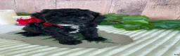 Mini Goldendoodle dogs for sale: Miss Wafer - Ad 7
