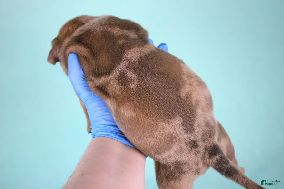 American Bully dogs for sale: Blue Tri - Ad 22