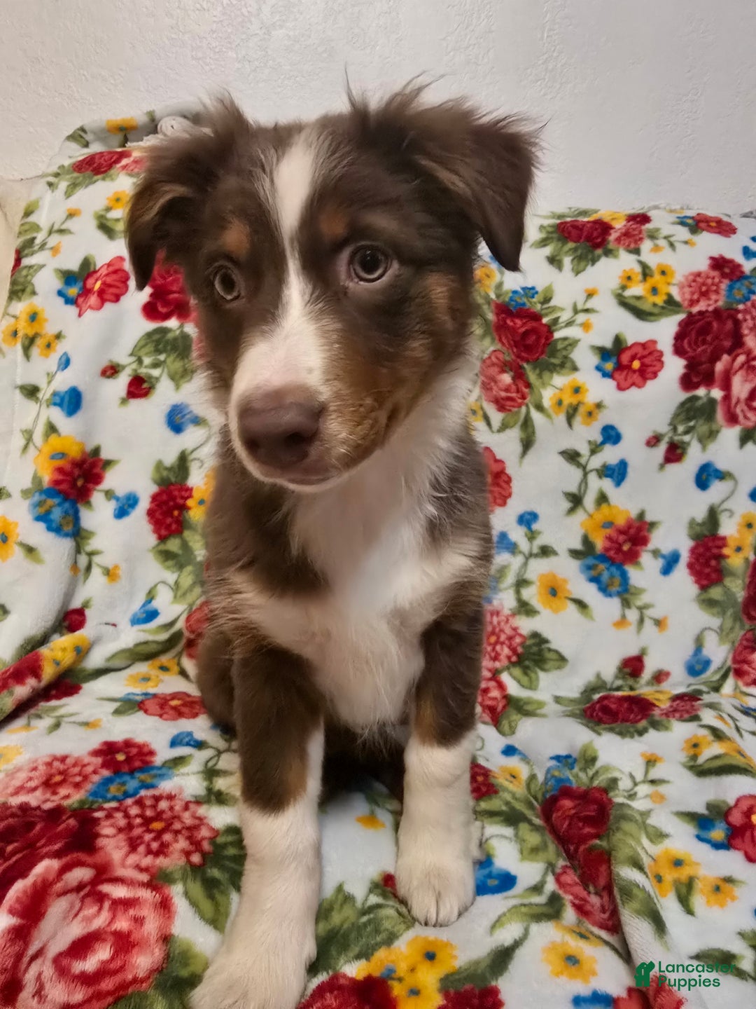 Australian Shepherd dogs for sale: Australian Shepherd Puppy 2 - Ad 4