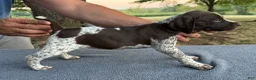 German Shorthaired Pointer dogs for sale: Girl 1  - Ad 2
