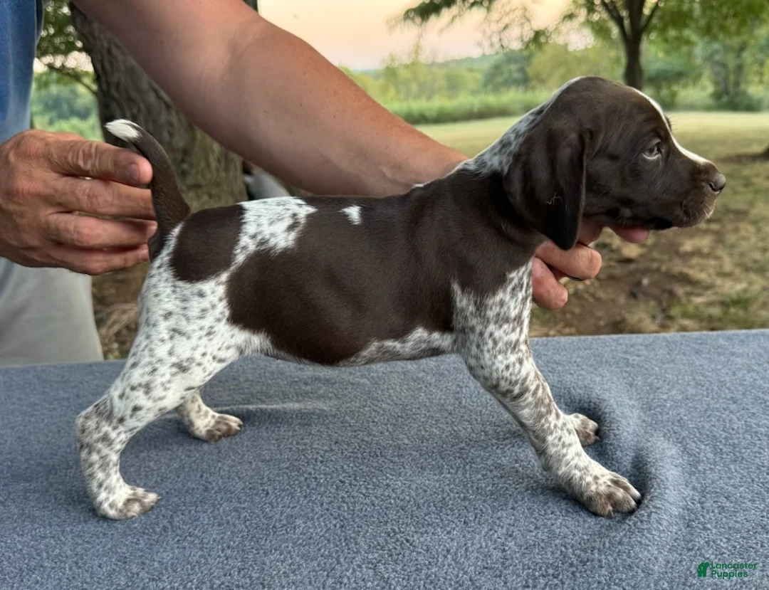 German Shorthaired Pointer dogs for sale: Girl 1  - Ad 2