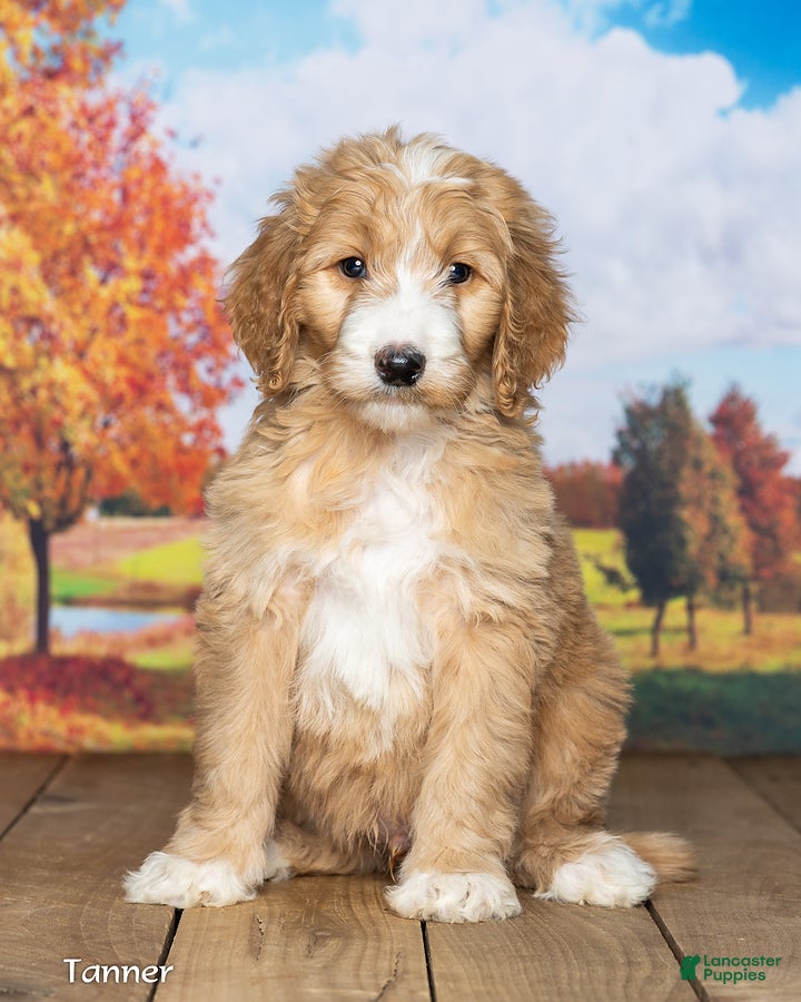 Goldendoodle dogs Tanner - Ad 2