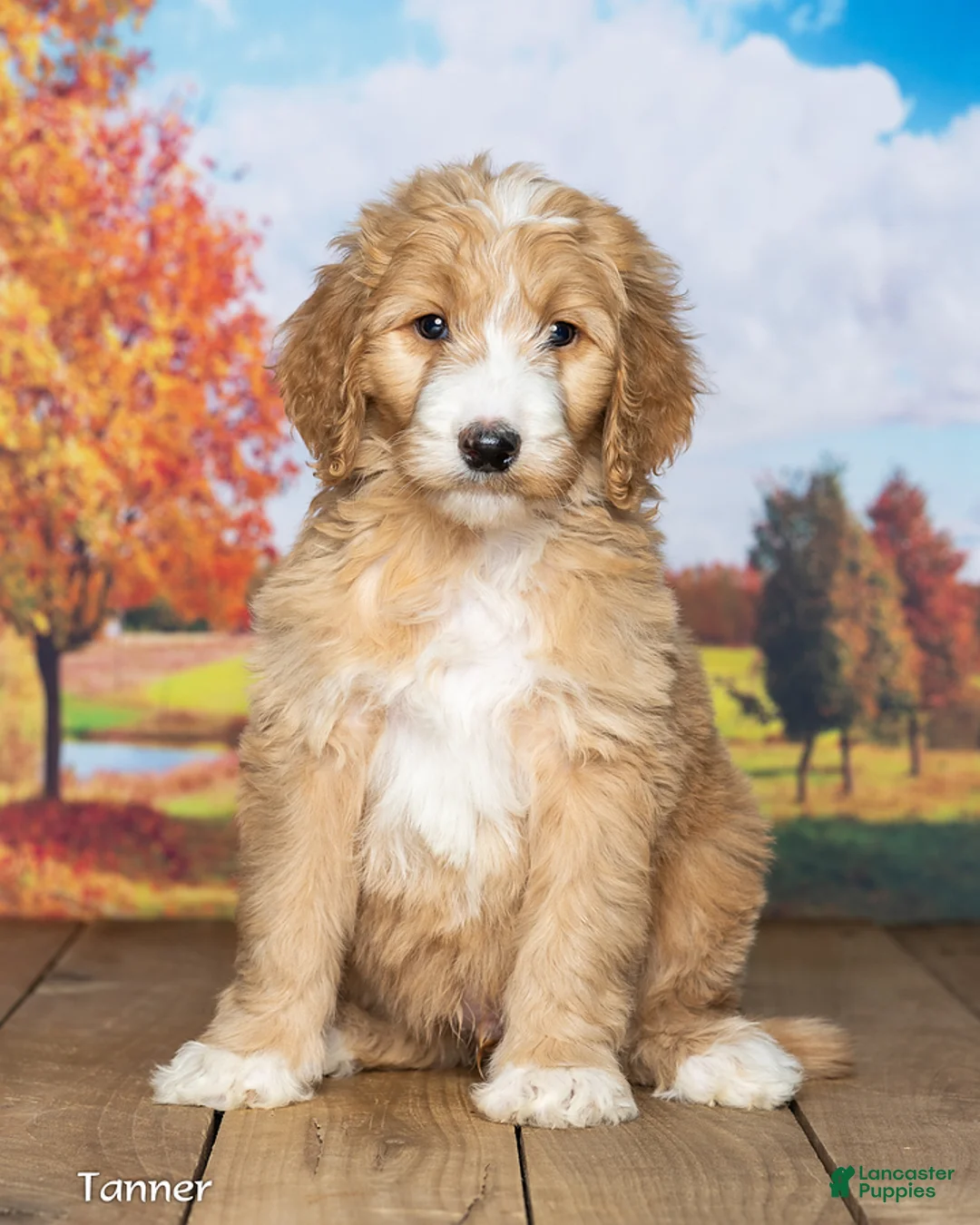 Goldendoodle dogs for sale: Tanner - Ad 2