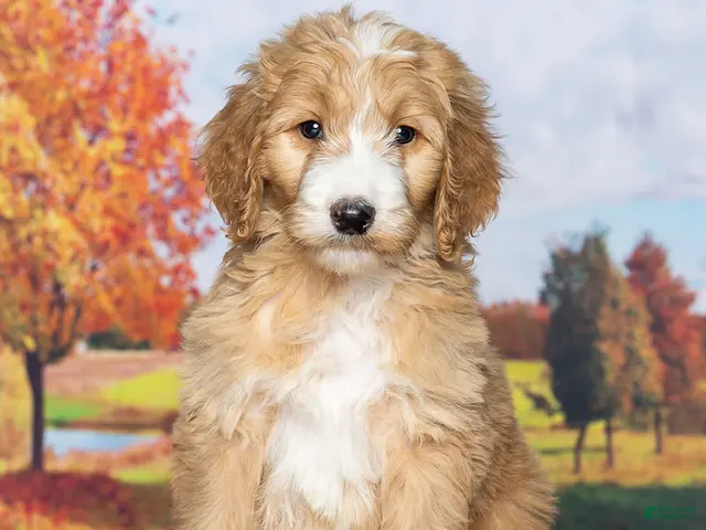 Goldendoodle dogs Tanner - Ad 2