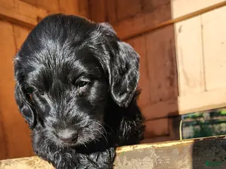 Labradoodle dogs for sale: Miss Lavender - Ad 3