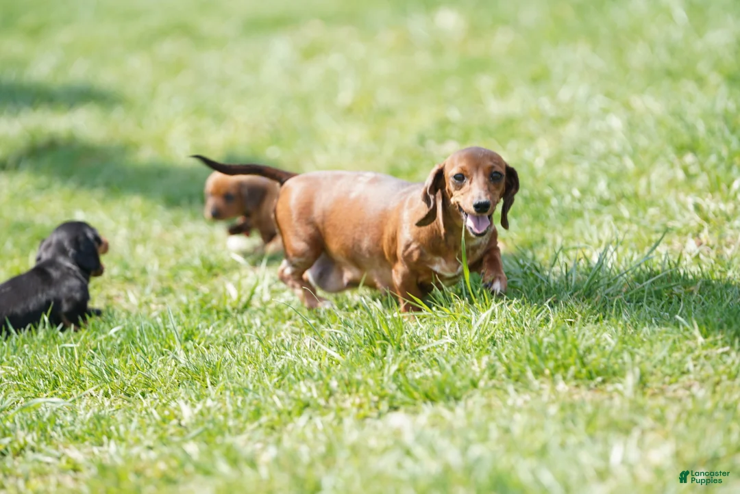 Miniature Dachshund dogs for sale: Roscoe  - Ad 6