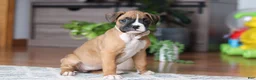 Boxer dogs for sale: Kona - Ad 3