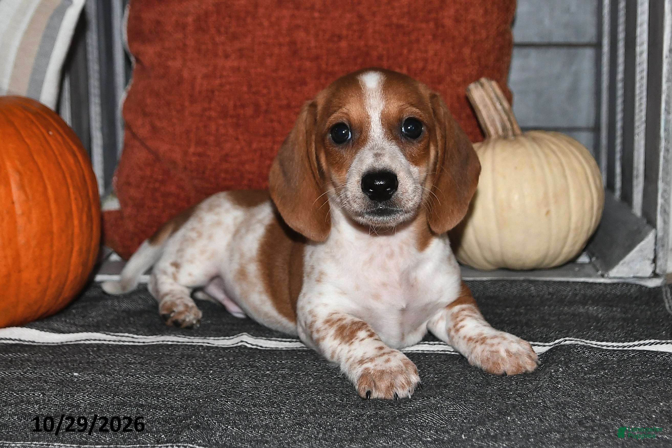 Miniature Dachshund dogs for sale: Wilbur - Ad 2