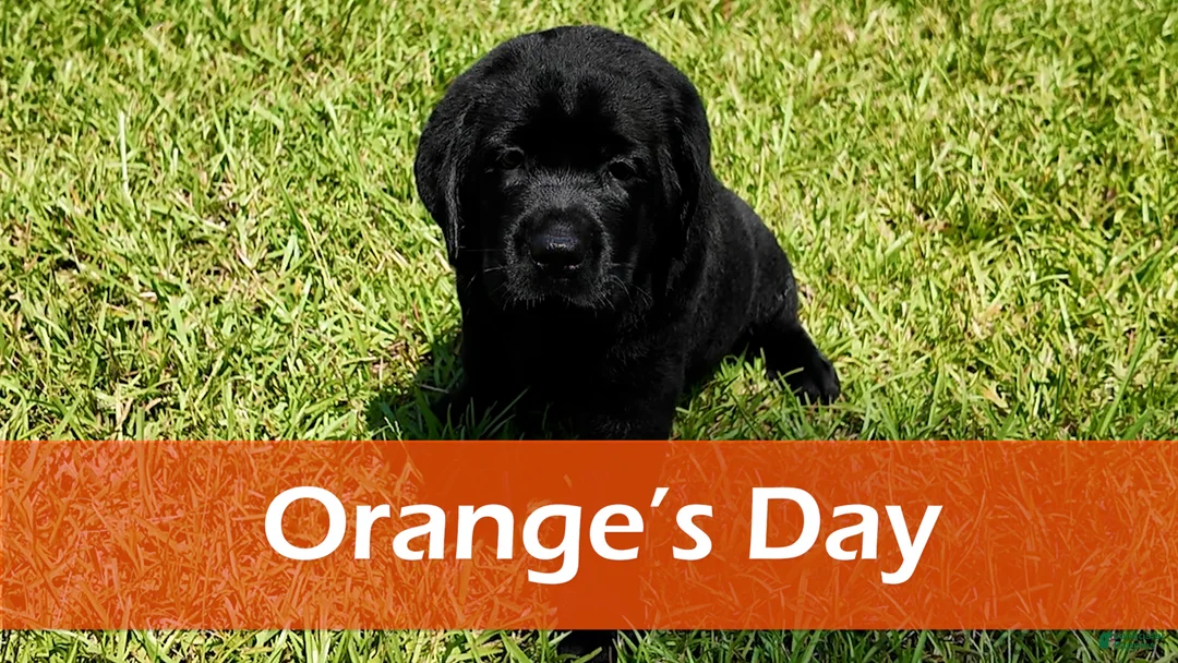 Labrador Retriever dogs for sale: Orange - AKC English Lab - Ad 1