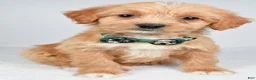 Mixed Breed dogs for sale: Thomas - Ad 5