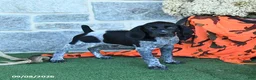 German Shorthaired Pointer dogs for sale: Rose  - Ad 4