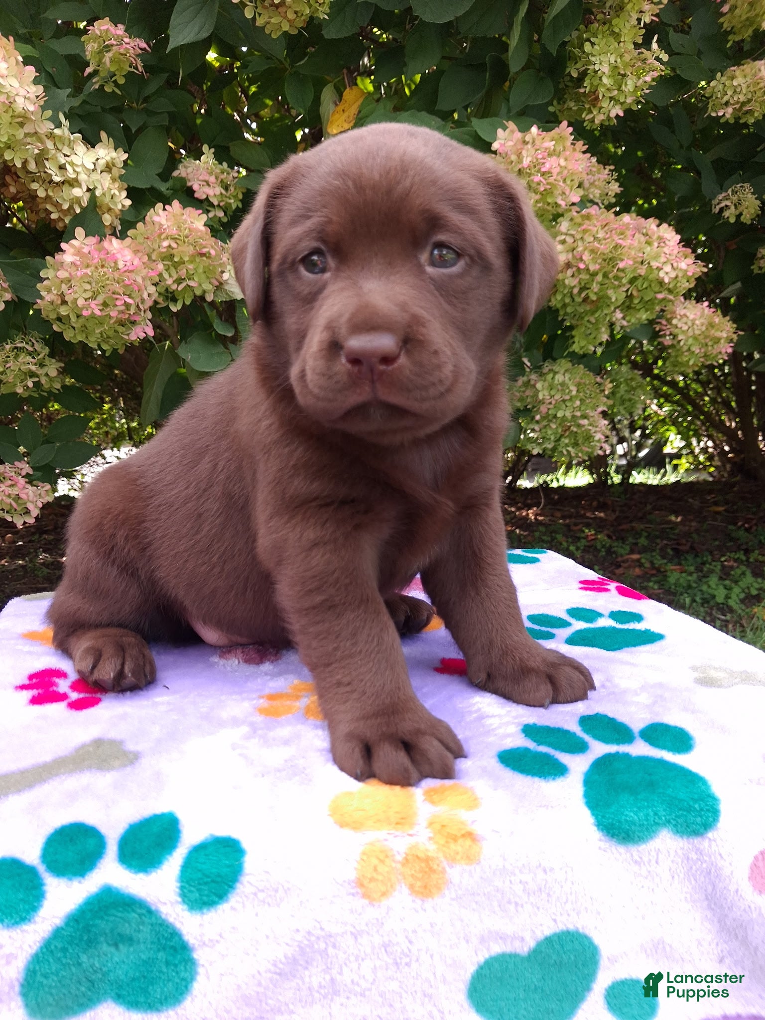 Labrador Retriever dogs Nova  - Ad 2