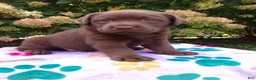 Labrador Retriever dogs for sale: Nova  - Ad 2