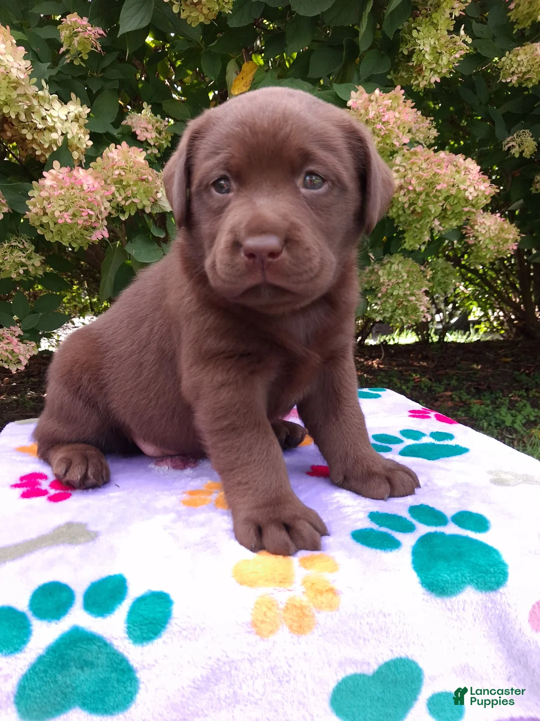 Labrador Retriever dogs for sale: Nova  - Ad 2
