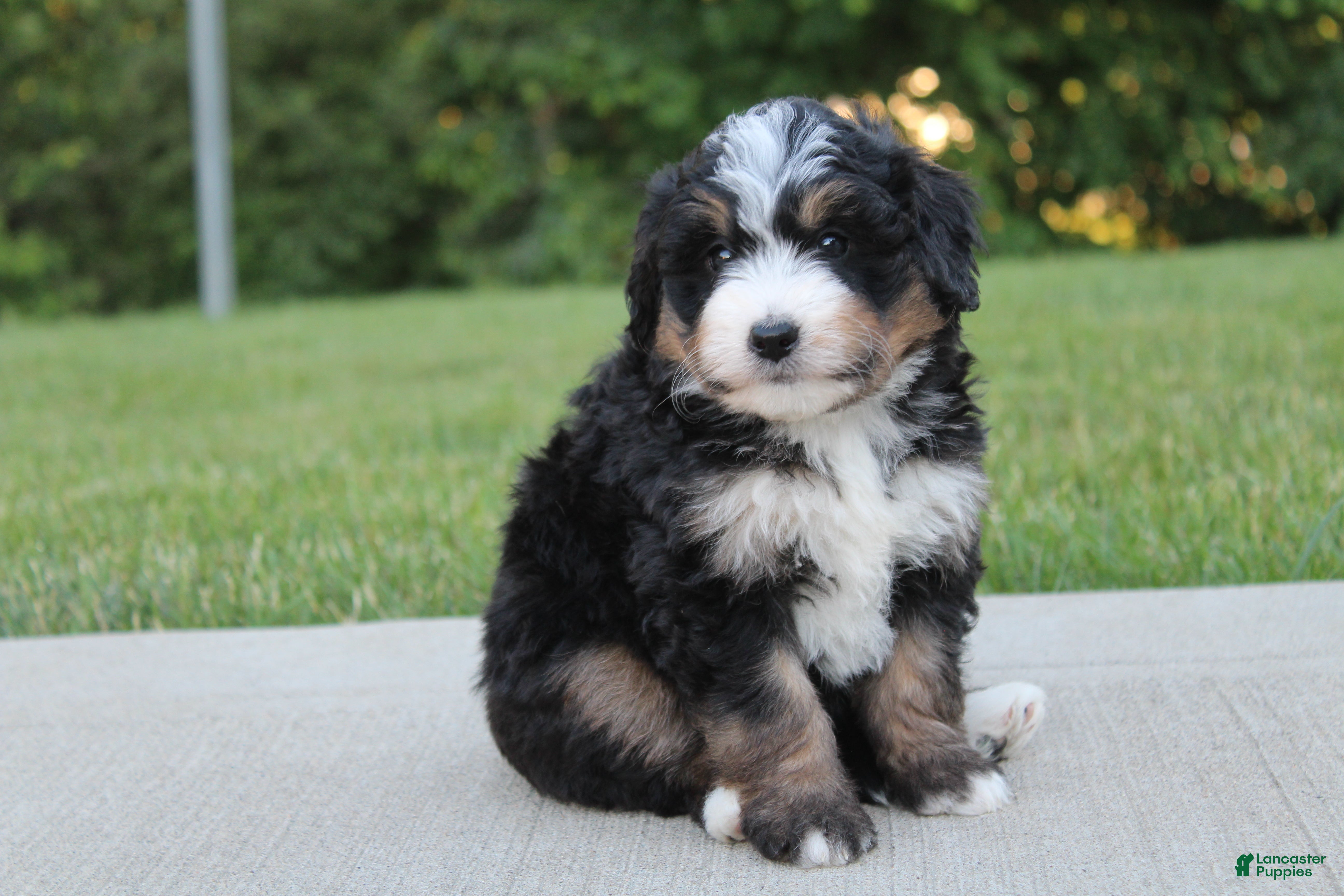 Mini Bernedoodle dogs Daisy - Ad 2