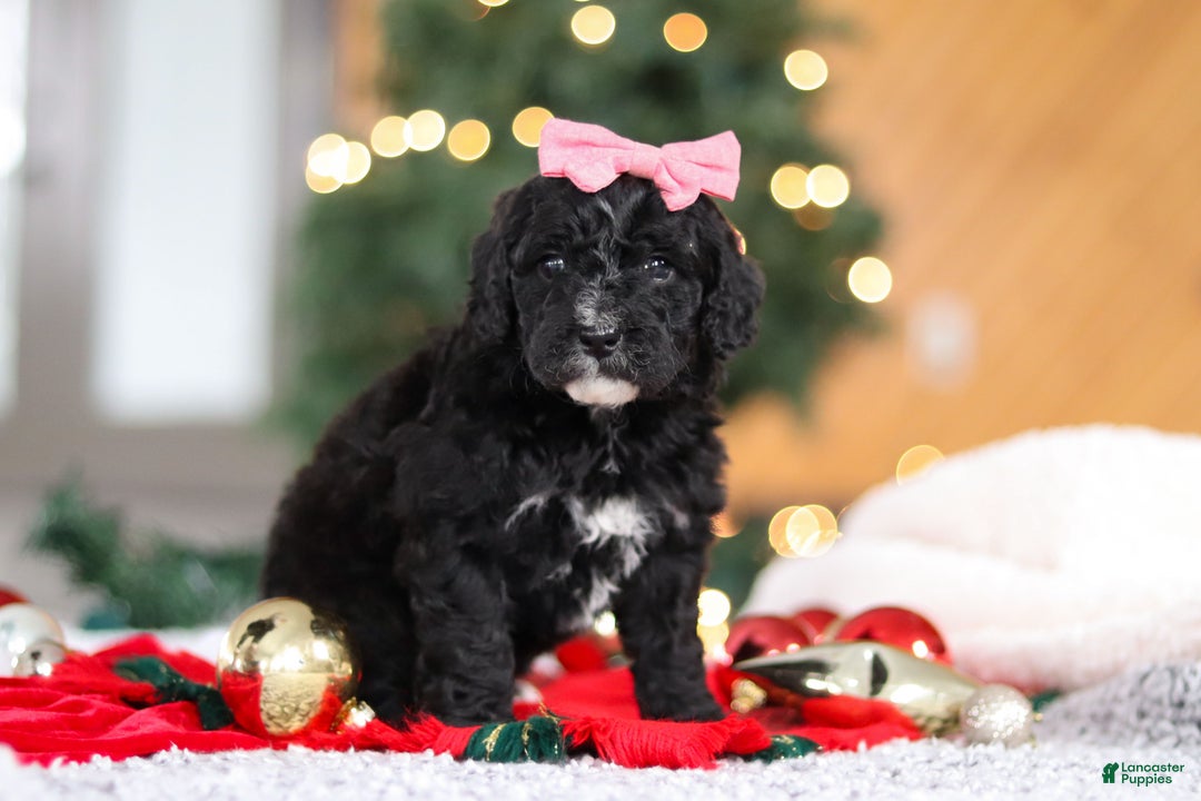 Mini Goldendoodle dogs for sale: Tilly - Ad 10